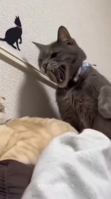 Alla behöver en beskyddande katt! 😼