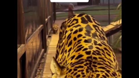 The Big cats Moments 🐯
