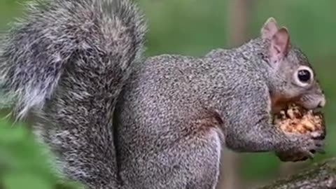 Drunk Tree Shrews? The Wildest Animal You’ve Never Heard Of! 🐾🍺 #Shorts