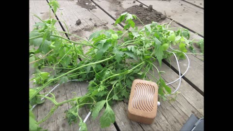 Strength From A Deep Heartseed Roots Sept 2022