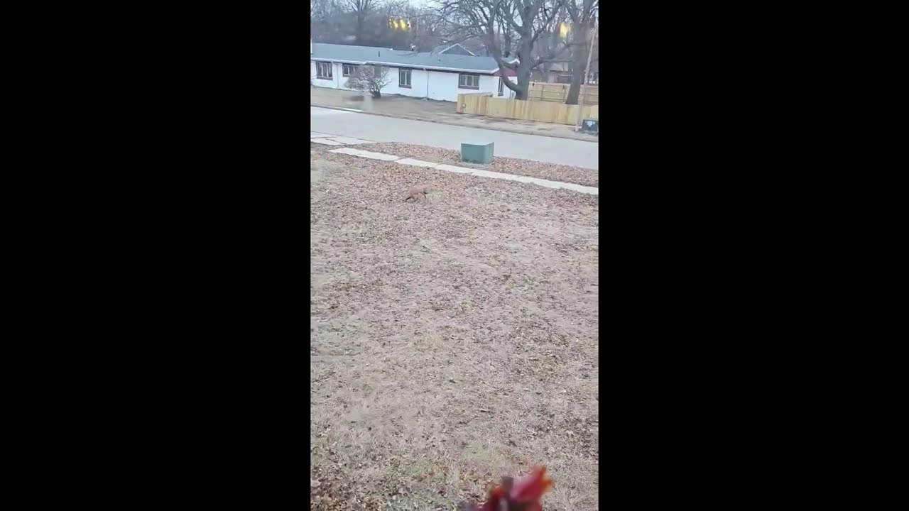 Calling the Neighborhood Fox