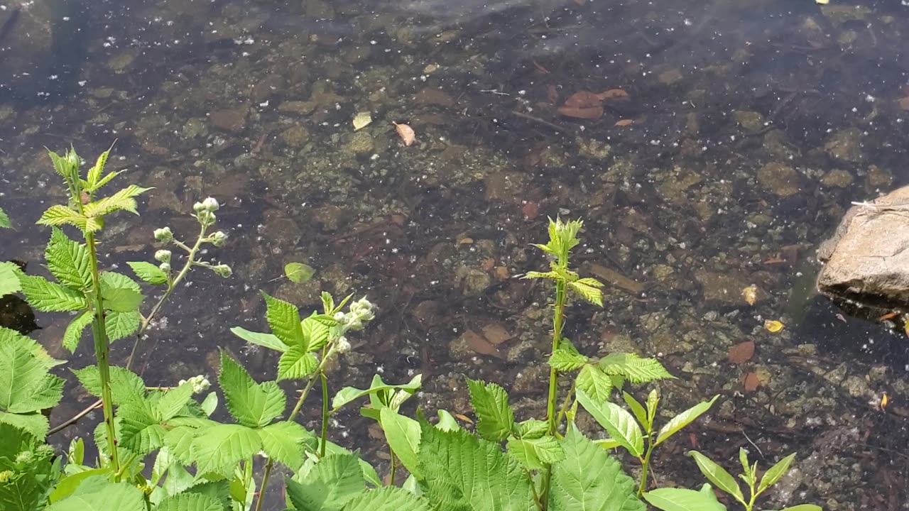 Family of ducks enjoying the sunshine