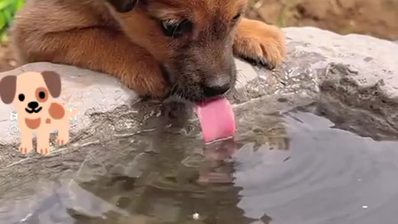 Dog drinking water (33)