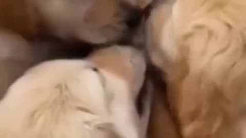 A Collection of Fun Moments Between Cats and Dogs