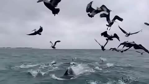 Pelicans United to Save a Mother dog