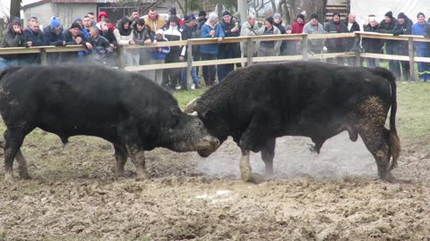 Peran od Novalića vs Garo od Živčića Vrhovine