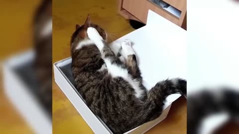 Funny Cats 15 Minutes of Cute and Hilarious Kitty Cats