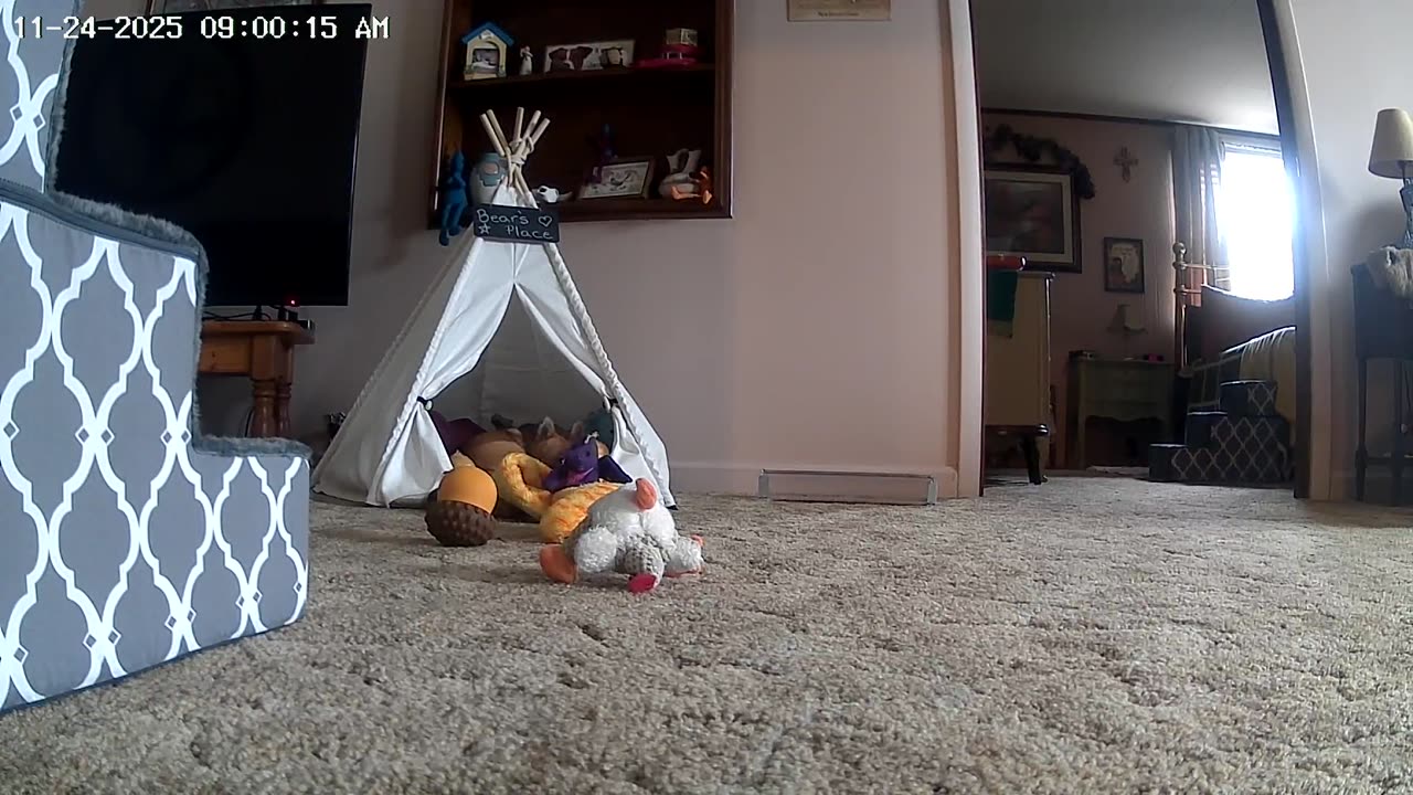 Naptime At Bear's Place!