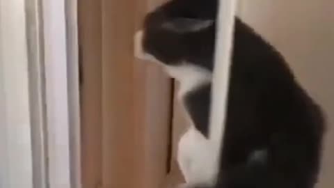From Clumsy to Cute: Cats Doing Their Thing