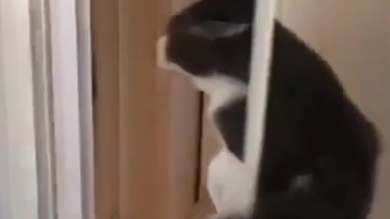 From Clumsy to Cute: Cats Doing Their Thing