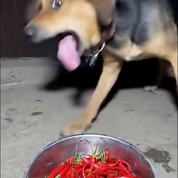 Try Not To Laugh 😂😂😂