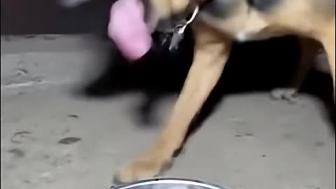 Try Not To Laugh 😂😂😂