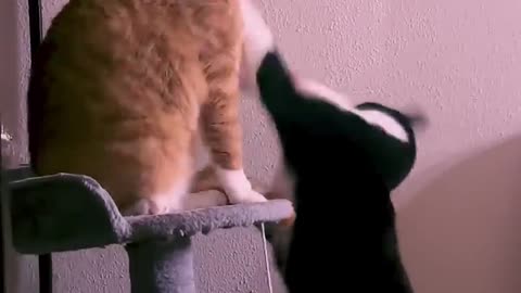 funny Kung-fu cat and more