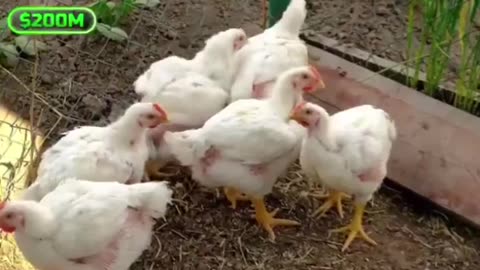 WOULD YOU EAT THIS? WONDER ABOUT CANCER? SOLENT GREEN?