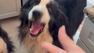 😂🍪 You Won't Believe This Treat Catching Fail! | FunFM