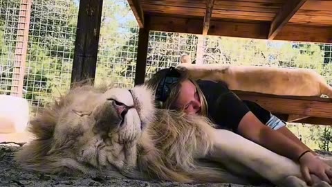 HUGE LION CUDDLES