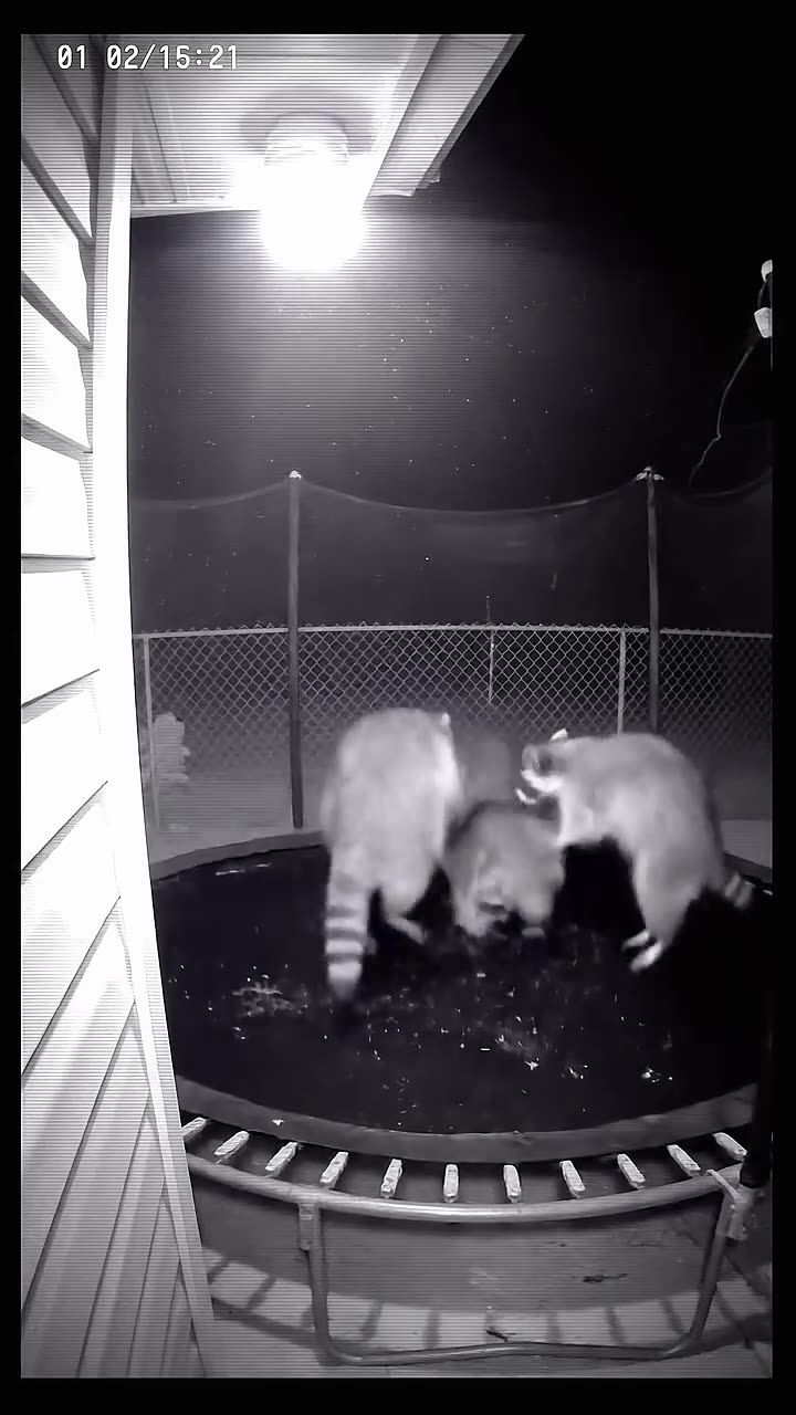 Mandela Effect: Animals are getting smarter