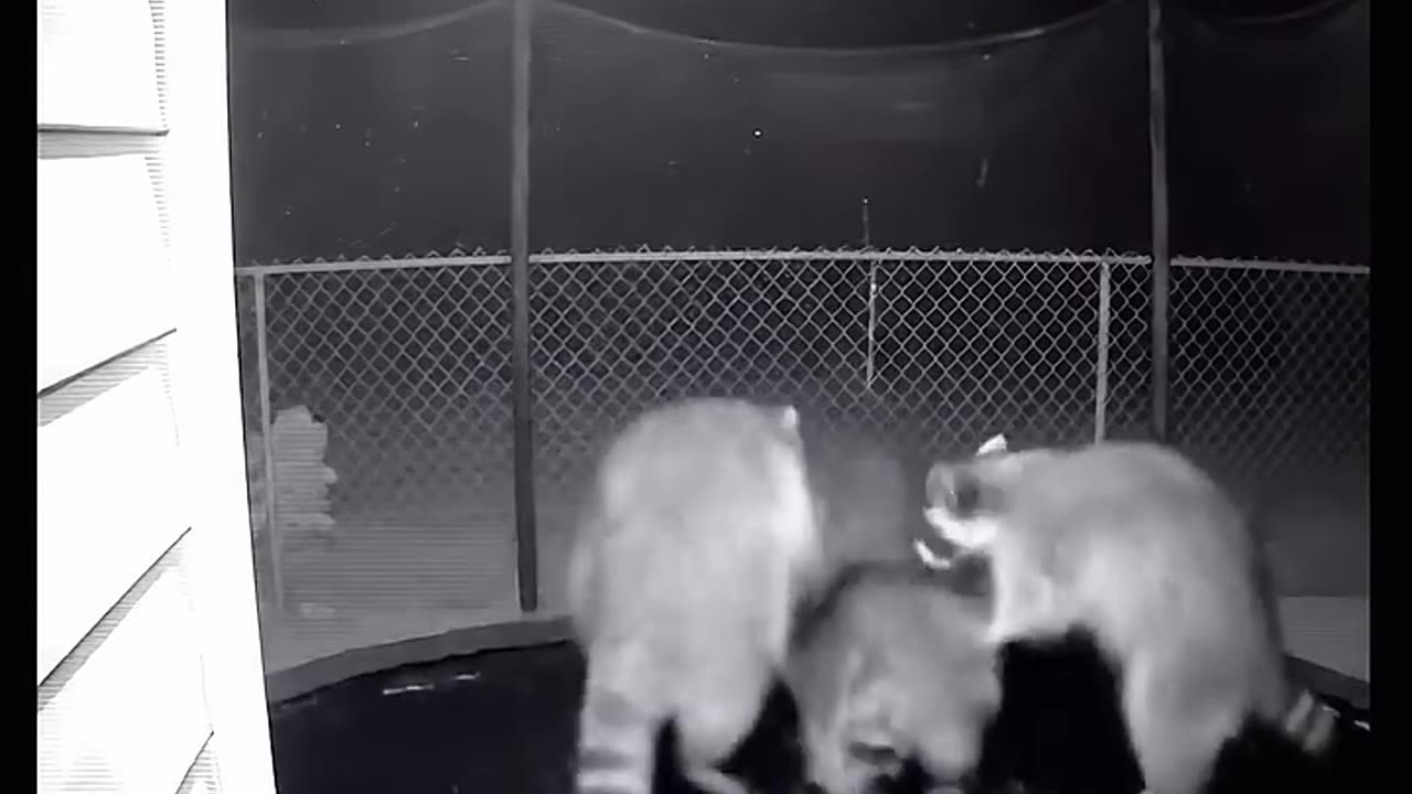 Mandela Effect: Animals are getting smarter