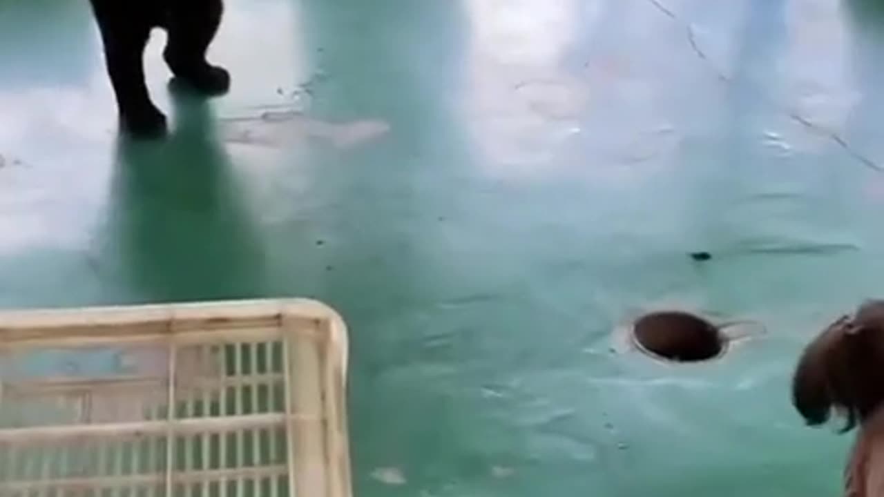 😱🐶 They Were Very Shocked! | FunFM