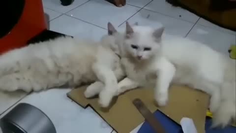 Funny cat video