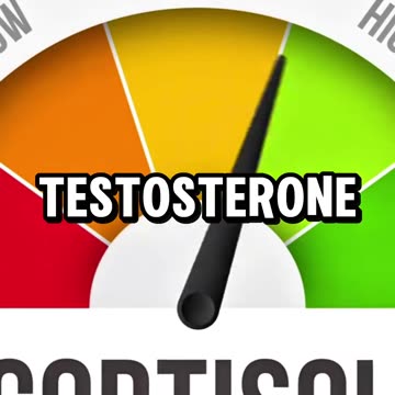 best natural food for testosterone