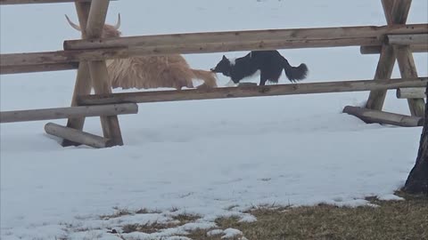 Dog Wants to Play With Unbothered Highland Cow