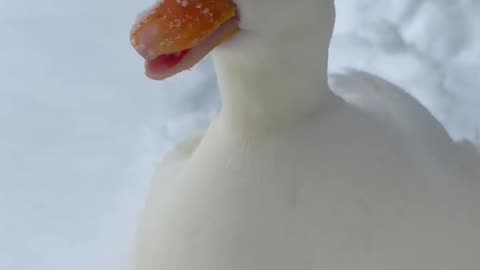 Sweet Snow duck