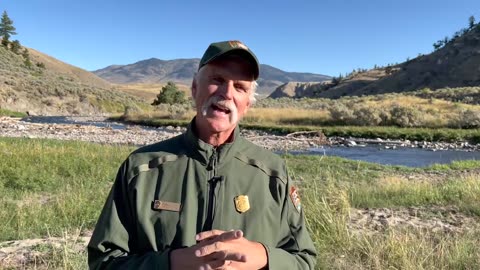 Yellow Stone Wolf Management