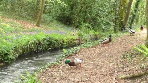 🐶📺 Relax Your Dog TV | 8 Hours of Calming Nature Sounds at The Babbling Brook ✅