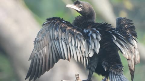 Cormorant animal nature- 4K