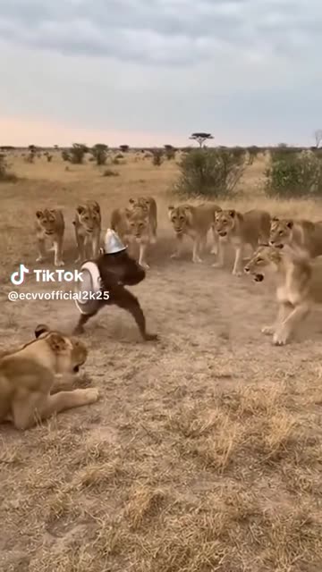 Animals funny comedy