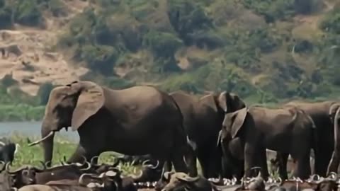 World Animal Day Save Animals, Save the Planet