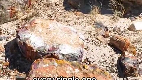 Ancient Rainbow Crystal Trees In Petrified Forest