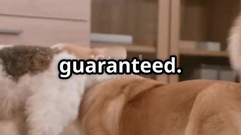 Why Dogs Are Our Daily Dose of Laughter!