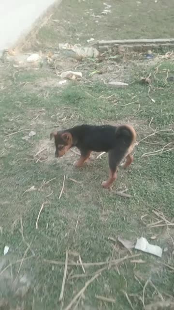 little dog is very funny