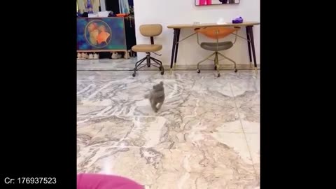 Animals Are The Funniest in the World 🤣 Funny Animals Videos 2025