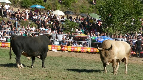 Princ od Varupe vs Bjeli Marko od Đerzića Goduša 2025