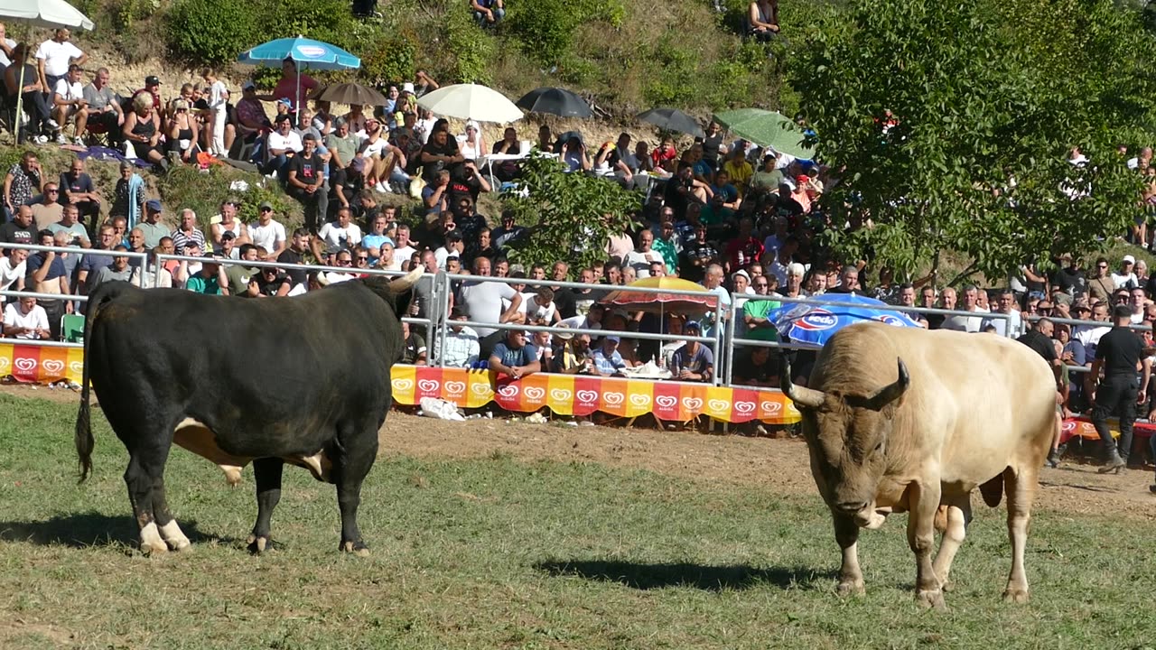 Princ od Varupe vs Bjeli Marko od Đerzića Goduša 2025