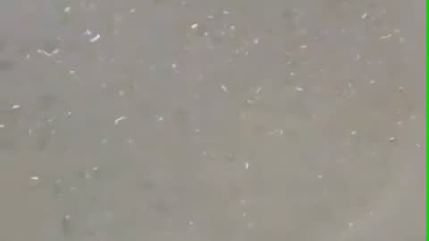 dish cleaning device