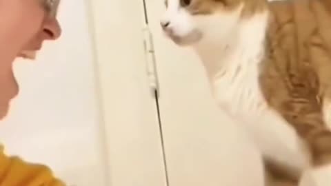 funny cat