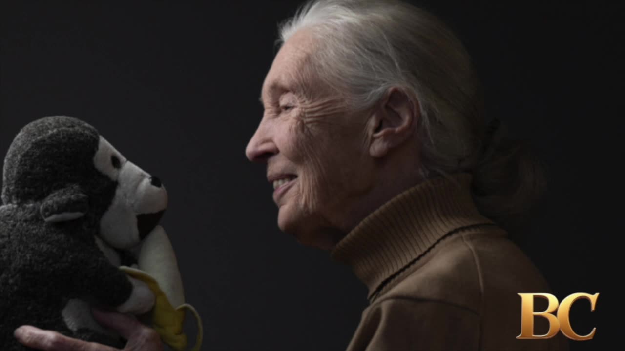 Jane Goodall, iconic wildlife conservationist, has died at age 91