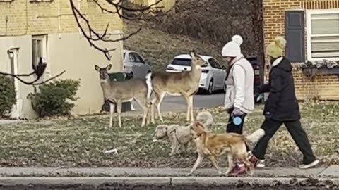 They Are Not Afraid Of Humans