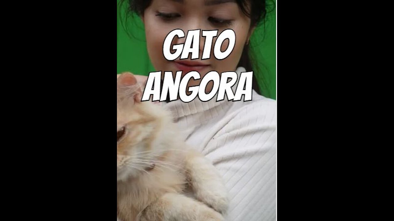 El gato de angora
