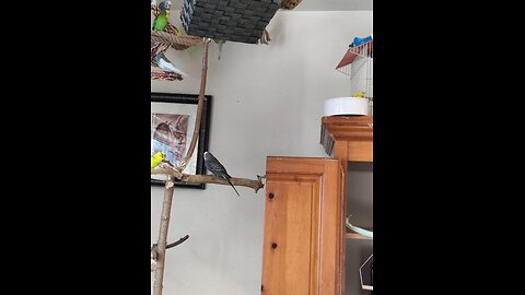 Parakeet Peeps