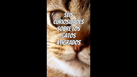 Curiosidades sobre gatos atigrados