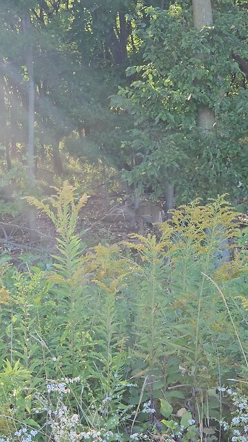 Same Deer in the Woods