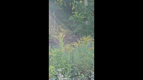 Same Deer in the Woods