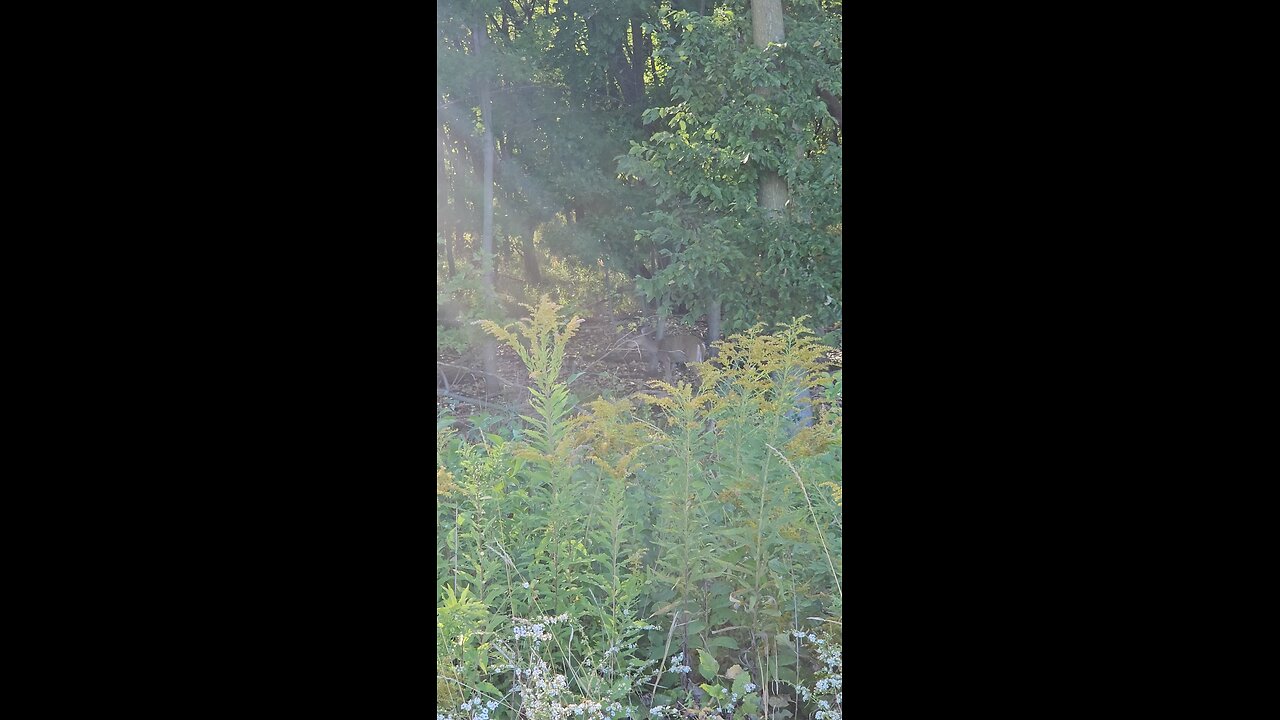 Same Deer in the Woods