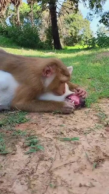 Good Job Best SokYaa, OG, Pao & Mom Are Famous Around The World #shorts #anime #trend #edit