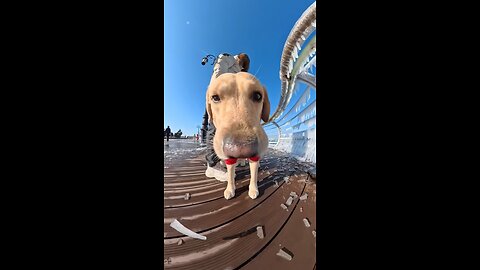 Dog with 360 camera #dog